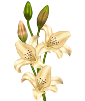 lilies